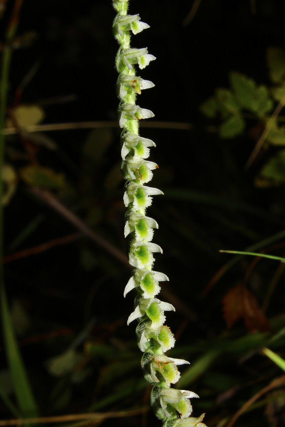 Spiranthes spiralis poco spiralis